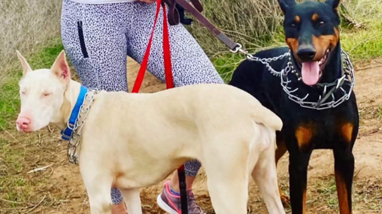 【科普】美系第一只白色杜宾犬(WDP)的基因突变