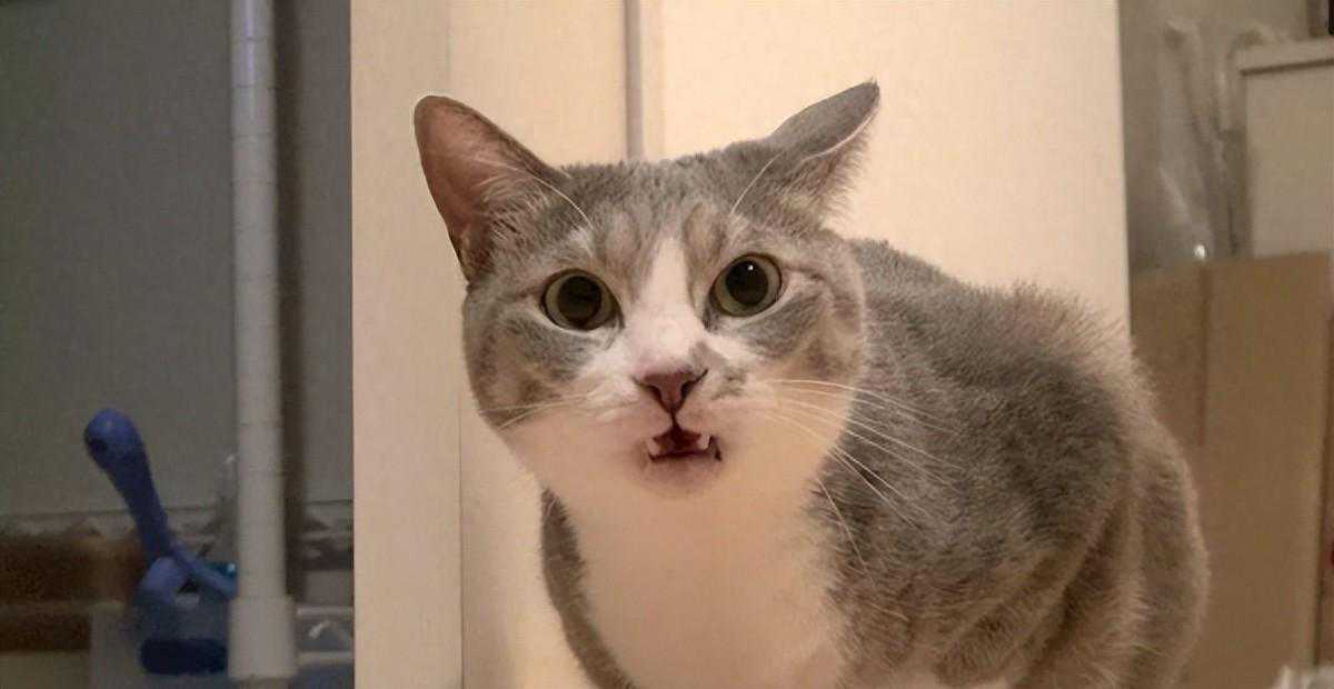 动物交配前爱互相闻屁股，看似尴尬的礼节，其实比人类想象得好用