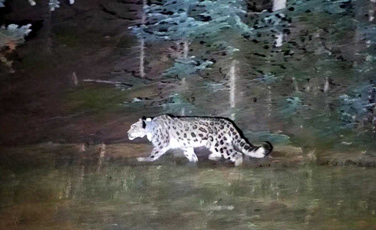 贺兰山发现放归雪豹，往返370公里，只为吃上一口当地“特产”？