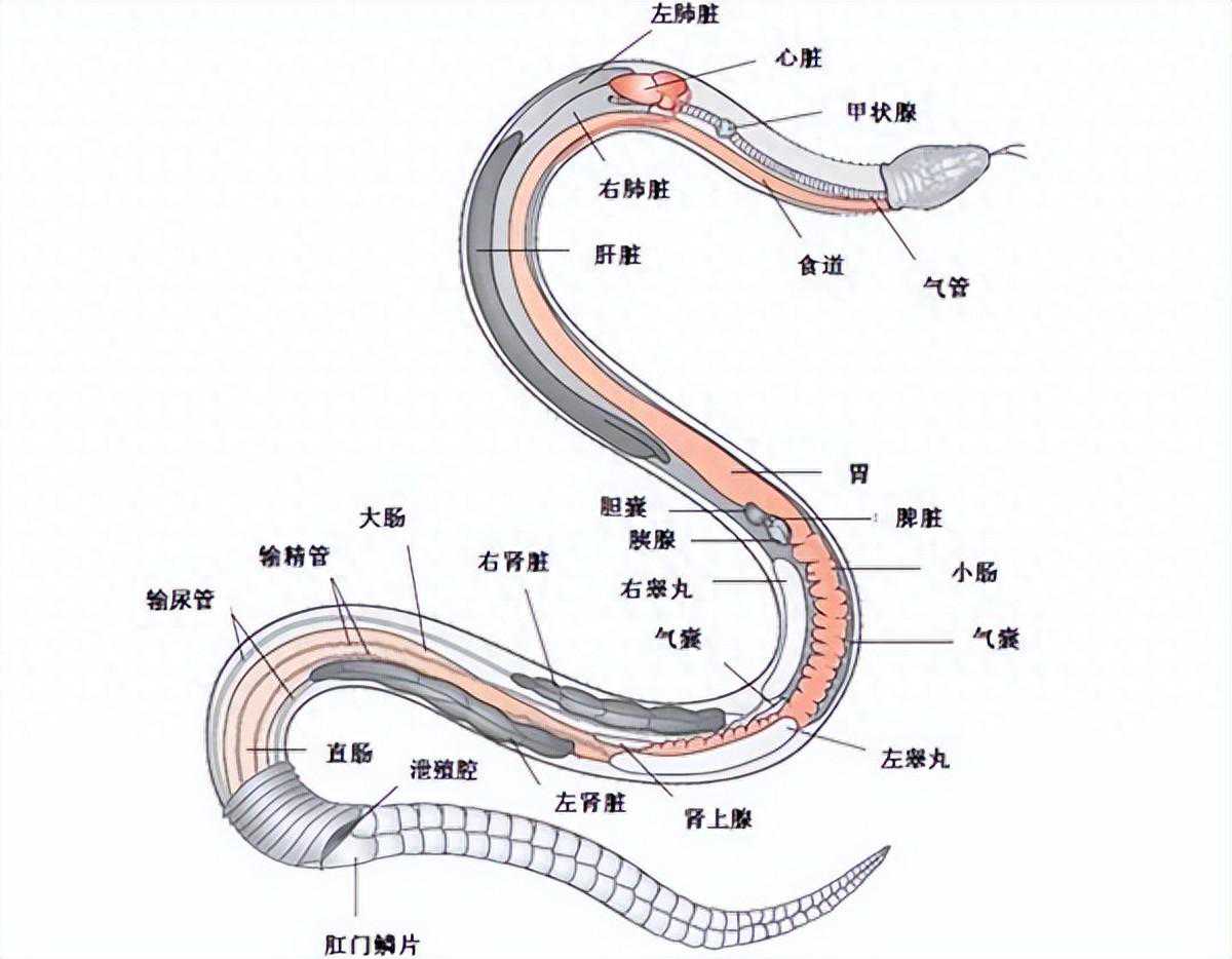 江里游泳突然被蛇追，两男子拼命躲避，水里遇上蛇真的很危险吗？