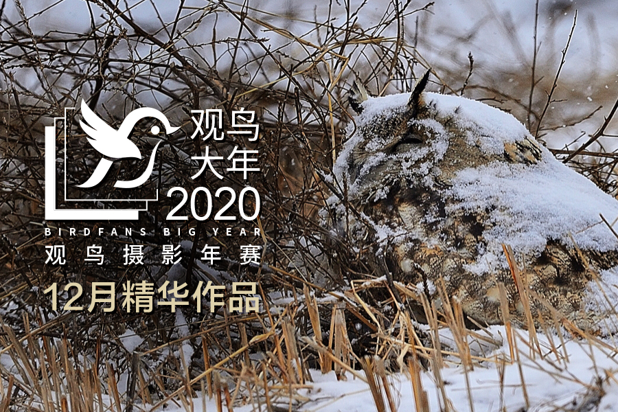 观鸟大年｜51幅美轮美奂的鸟类摄影作品