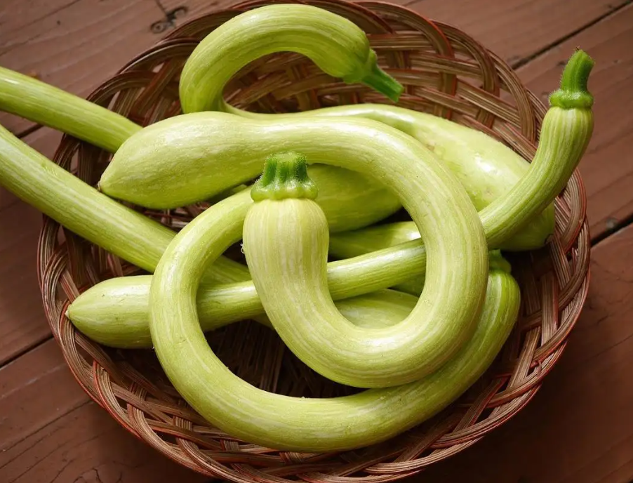 蛇瓜是一种古老的中东作物，具有广泛的DNA形态，可用于遗传改良