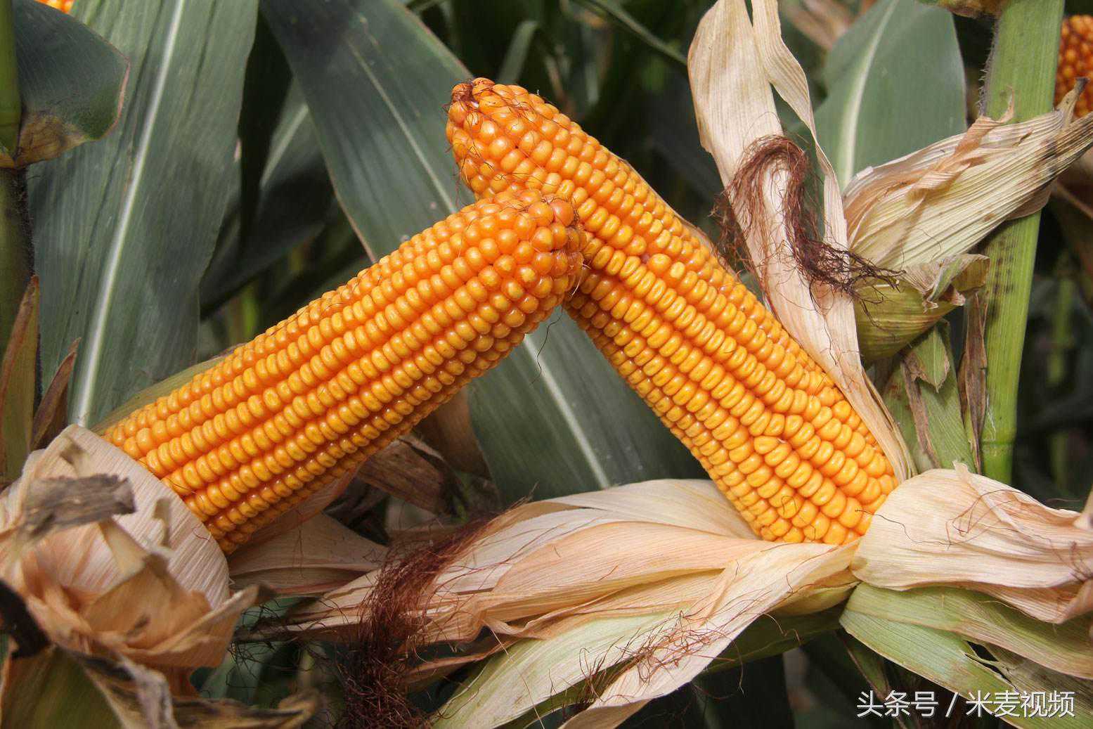 高产、抗性强的玉米品种来了，有30个，农民朋友可以好好的选择了