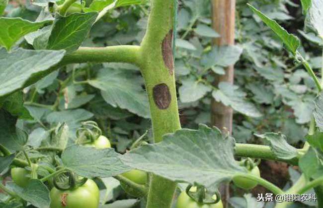 这个药是灰霉病、早疫病、立枯病、菌核病等病害的克星