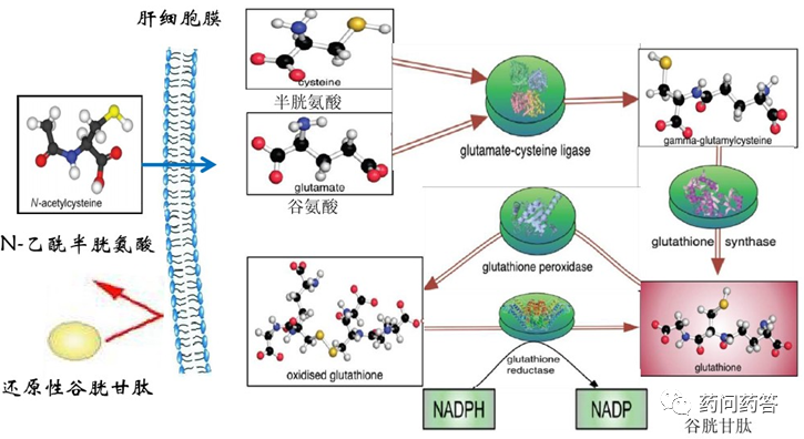 乙酰半胱氨酸在肝病患者的应用