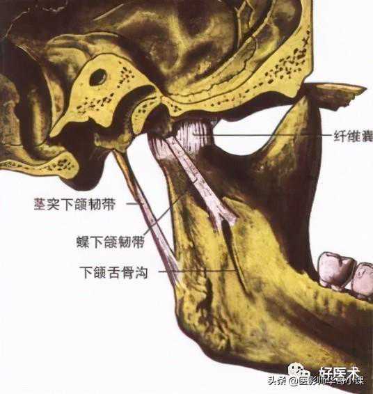 「精品课件」90条韧带的精细解剖、起止点及分布走形，请收藏走起