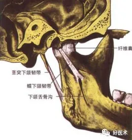 90条韧带的精细解剖、起止点及分布走形，收藏走起