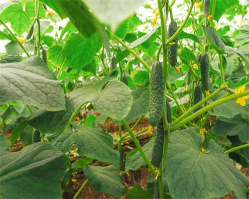 炒糖色时，用油炒还是用水炒？区别很大，用对了更红亮，不黑不苦